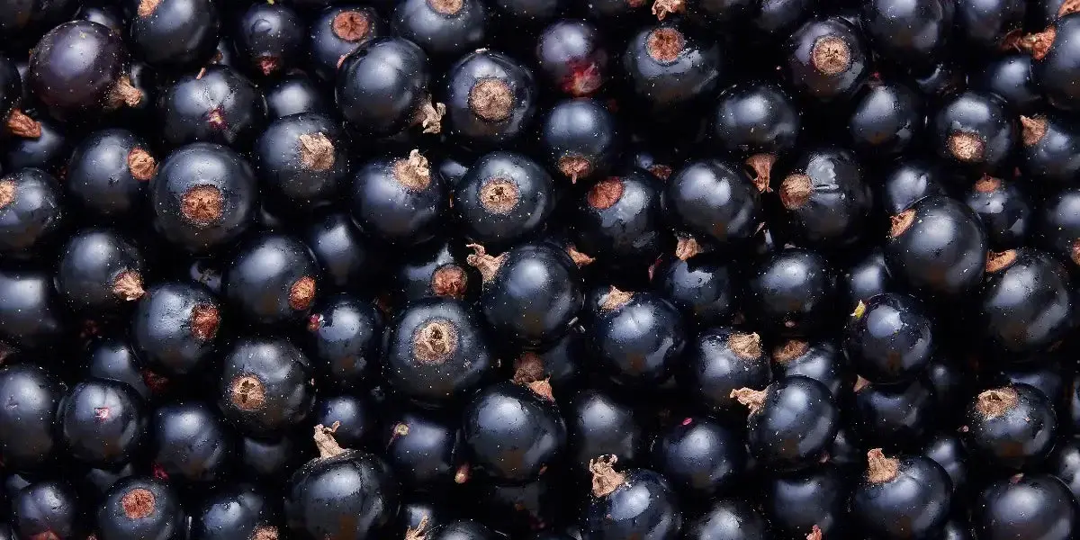 Pomegranates